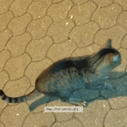Photo 4/5 Chat trouvé Trouvé à St Denis