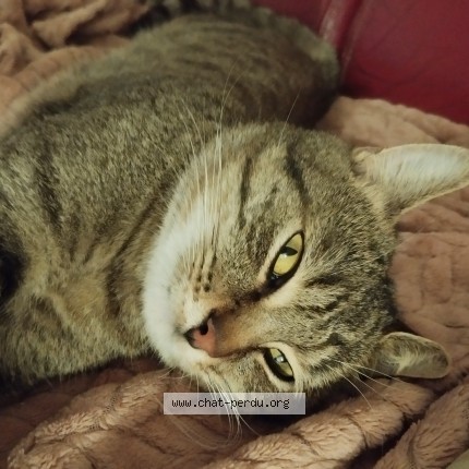 Photo 2/4 Chat trouvé Trouvé à St Denis