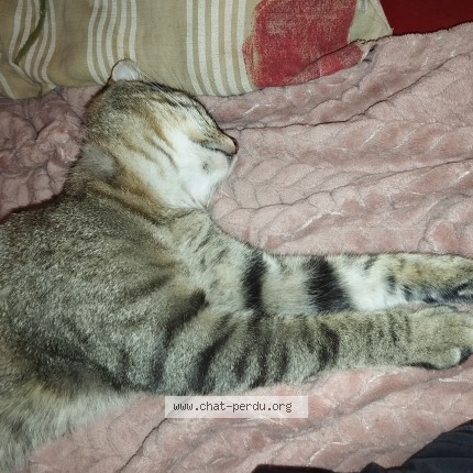Photo 3/4 Chat trouvé Trouvé à St Denis