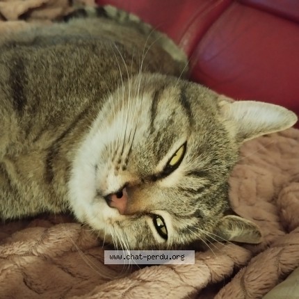 Photo 4/4 Chat trouvé Trouvé à St Denis