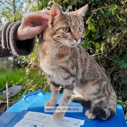 Photo 1/1 Chat trouvé Trouvé à Limoges