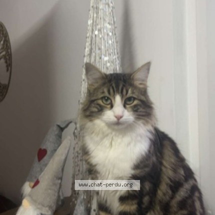 Photo 2/2 mogwai Chat perdu à Ville En Blaisois