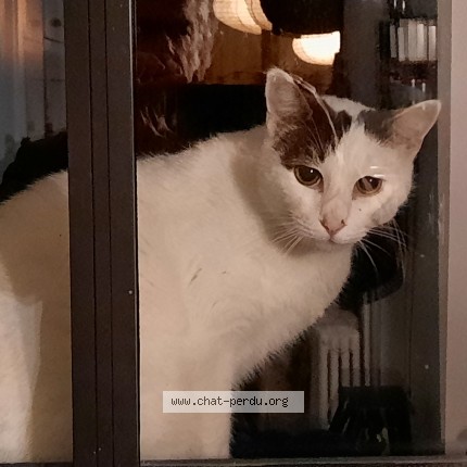 Photo 1/1 Chat trouvé Trouvé à Angers