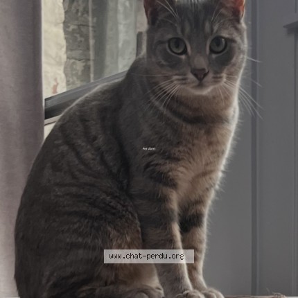 Photo 1/1 Zephyr Chat perdu à Tourcoing