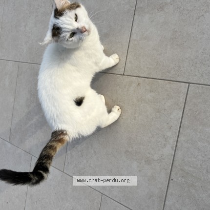 Photo 1/1 Chat trouvé Trouvé à St Quentin La Poterie