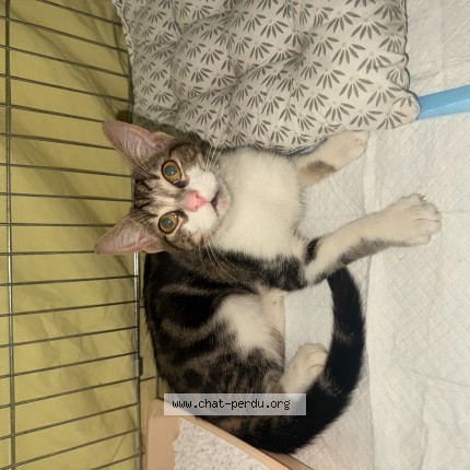 Photo de chat trouvé à Begles