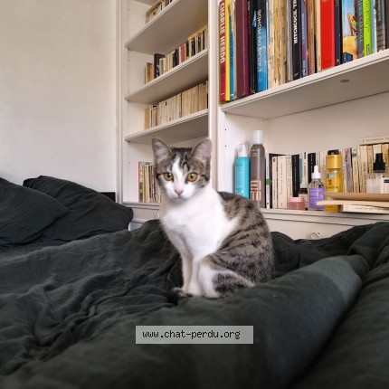 Photo 1/1 Chat trouvé Trouvé à Paris