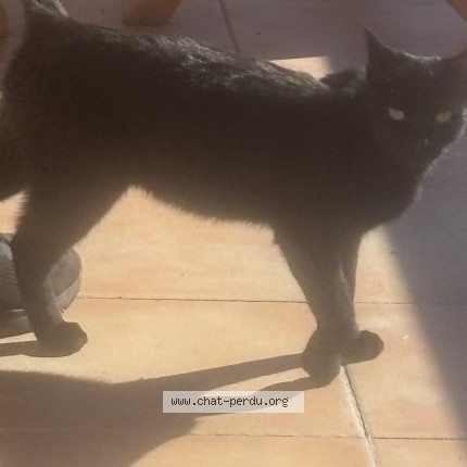 Photo 1/1 Chat trouvé Trouvé à Auch