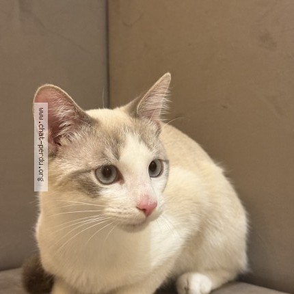 Photo 1/1 Chat trouvé Trouvé à Le Raincy
