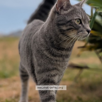 Photo 1/1 Milo Chat perdu à Saint Quentin Sur Le Homme