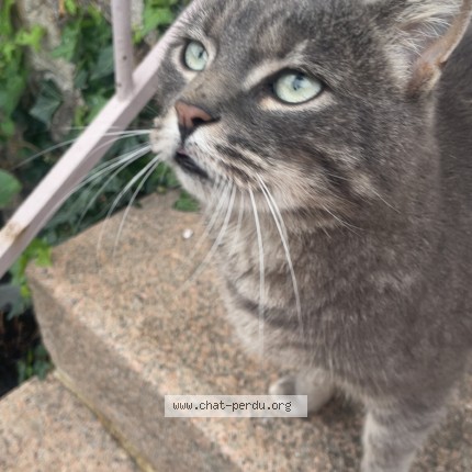Photo 1/1 Chat trouvé Trouvé à Villerest