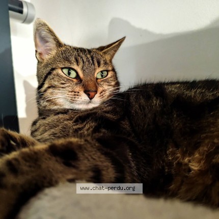 Photo de chat perdu à Bruyeres Sur Oise