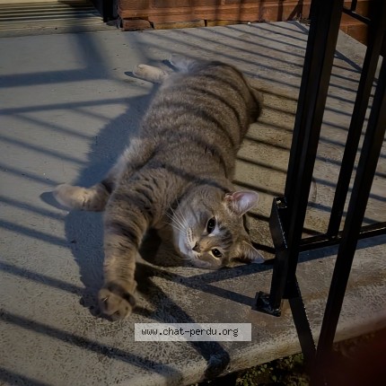 Photo 1/1 Chat trouvé Trouvé à Montreal