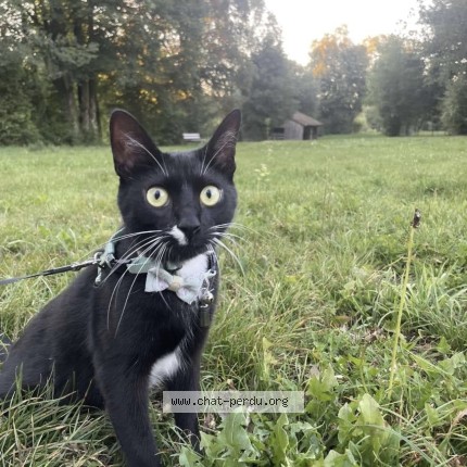Photo 1/1 Kaya Chat perdu à Charny Oree De Puisaye