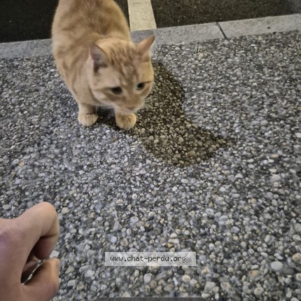 Photo 1/1 Chat trouvé Trouvé à Macon