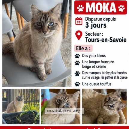 Photo 1/1 MOKA Chat perdu à Tours En Savoie