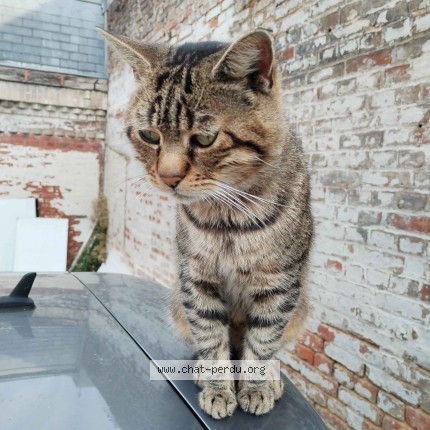 Photo 2/3 Max Chat perdu à Amiens