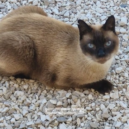 Photo 1/1 gribouille Chat perdu à Le Val