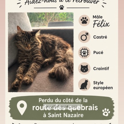 Photo 1/1 felix Chat perdu à Saint Nazaire