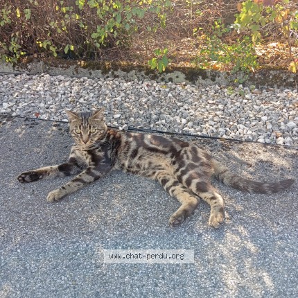 Photo de chat perdu à Martignat