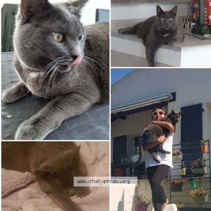 Photo 1/1 Oliver Chat perdu à La Ciotat