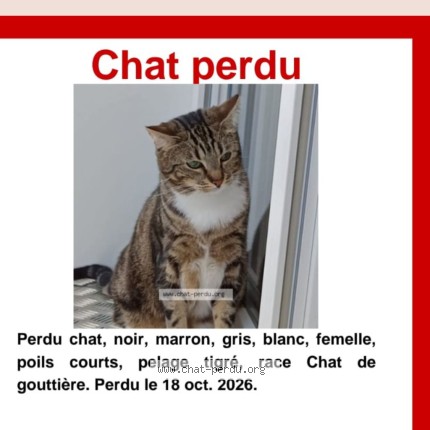 Photo de chat perdu à Vernon